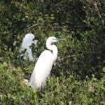 春天限定浪漫 看鷺科鳥類銜枝定情 共築援中港春日情歌