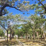 楝花紫雪輕飛揚 妝點春日城市風景