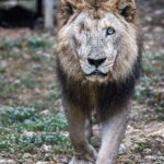 壽山動物園非洲獅「二哥」高齡辭世 23載生命旅程圓滿謝幕