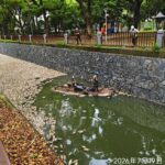 近日後勁溪死魚漂浮 研判溶氧過低，持續加強查緝污染